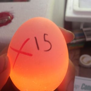 Egg 15 on day ~15