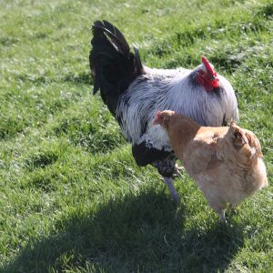 Diamond and Meggie