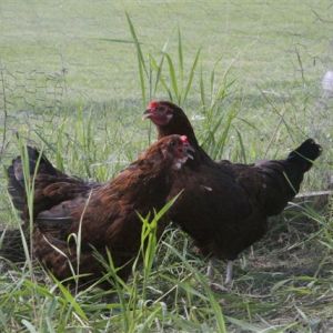 Margaret and Marigold