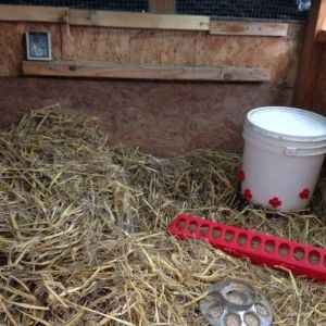 New brooder set up in small coop