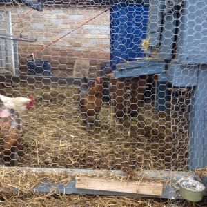 After the chicks were secure the flock sat outside their coop and just listened.