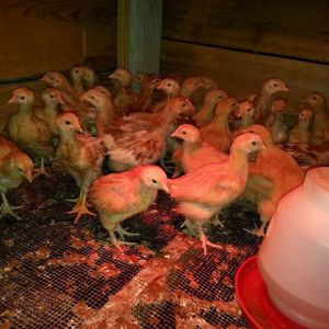 24 Comet pullets and 20 Buff Orpingtons (straight run) at around 5 weeks (I think there are between 5 and 8 roosters in the bunch).