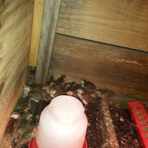 25 Guineas just under a week old.