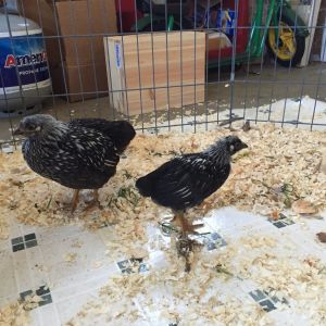 Silver Laced Wyandottes  6 and 8 weeks old when they first arrived