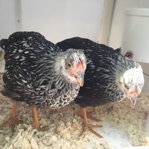 The girls now at 4 months old