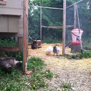 The chicks wandered into the run for the first last week