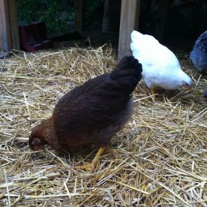 Cornelia scratching around in the straw