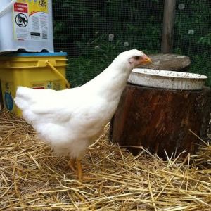 Snow checking out the big girls feed