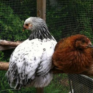 Pema and Cora perched in the run