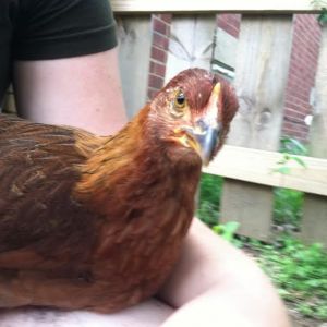 Cornelia on lap