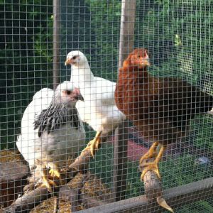 I had the little girls in with the big one while I went out and came home to the littles having taken over the roosts