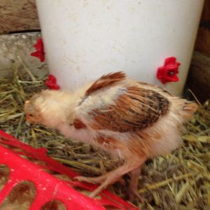 The HN system was introduced to the chicks while in the house brooder week 2. This picture is of the brooder outside in the small coop it is a 2 gallon white bucket. Four HN total for 15 chicks, works great!