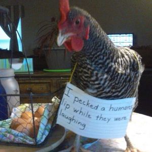 Chicken shaming
