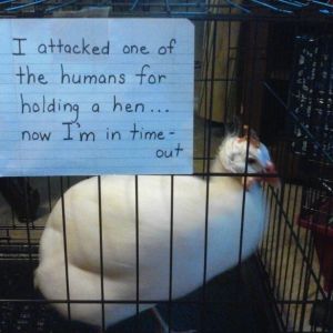 Perry winkle our guine fowl