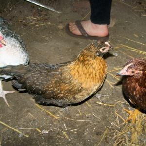 I have know ideas what breed the pheasant colored hens are.  I have 2 from a trade.  They wil be 15 weeks old this week.  Anyone with an idea?
