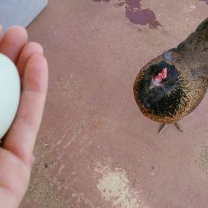 Sylvie's first egg after injury, one month and six days into recovery. Lookin' good!