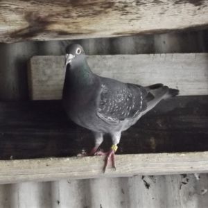 Razor, awesome daddy bird.