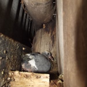 Bumblebee, first surviving squab of Donna and Max
