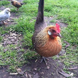 Ann, my Dutch bantam hen