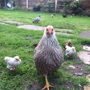 Delilah my Wyandotte hen