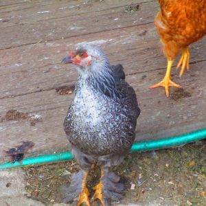 My barred rock hen. She has gotten quite hefty since this picture.