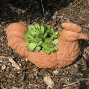 Of course, had to included hens and chicks.