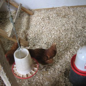 The feeder hangs at beak level so they won't scratch it all out onto the floor, and the waterer is sitting up on an overturned flowerpot. The aspen wood shavings work great and are easy to clean.