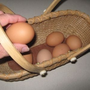 And the beautiful and tasty end result - fresh eggs every morning, enough to share!