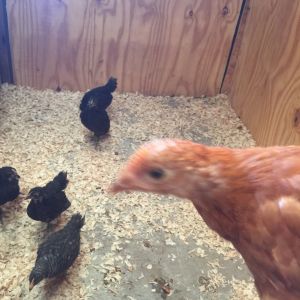 Martha, a Golden Comet keeping an eye on the Black Australorps and a Barred Rock