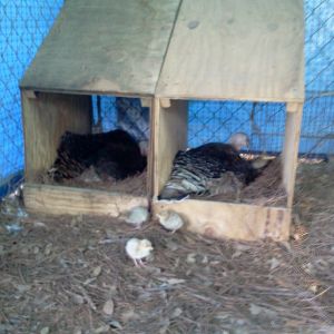 My young ladies setting (Jayne left-Maura right) Jayne hatching some of both eggs