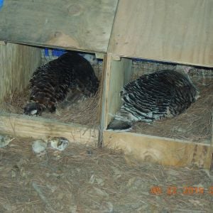 Babies won't stay in nesting box