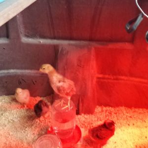 One morning I went to check on my girls and this is what I found!