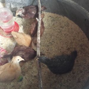 4 weeks.  Time to get out of the brooder before we escape!