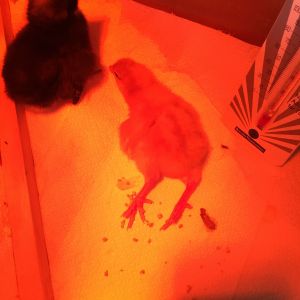 One of my golden buff chicks laying out in the "sun" they love it!!