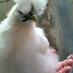 Moe is 7 weeks old in this pic. She has quite the attitude out of all the chicks