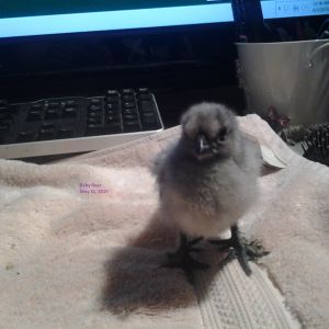 Baby Bear
Blue Silkie