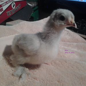 Lulu
Self Blue Bantam Cochin