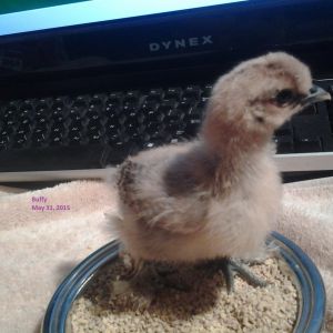 Buffy
Buff Silkie