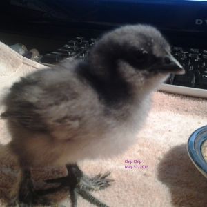 Chip Chip
Blue Silkie