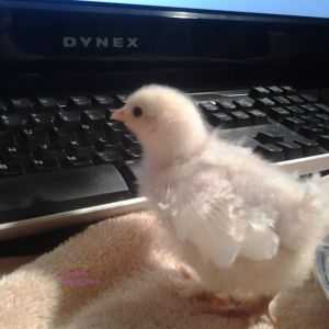 PomPom
White Frizzle Bantam Cochin