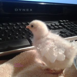 PomPom
White Frizzle Bantam Cochin