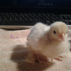 Rah
White Frizzle Bantam Cochin