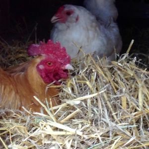 Rocco made a nest for this girl after she continued to complain about one of the nest boxes being blocked for a broody hatch.