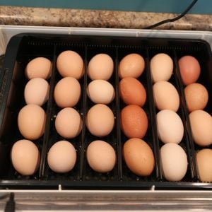 I set these eggs in the incubator on the 21st of May, the dozen mid size eggs on the left are Large Fowl White Cornish eggs. the remaining dozen is a mix of Rhode island Red / Australop / Orprington / Ameraucana