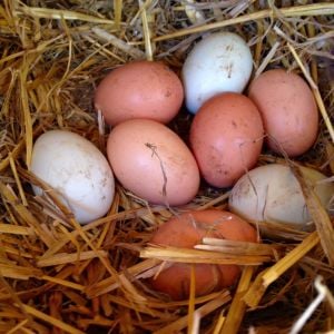 Our Dark Cornish (Mamacita) was given 8 eggs from our mixed flocking 05/12/15.