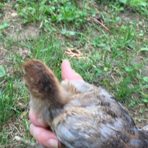 two weeks old EE-brown