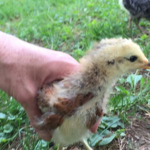 two weeks old EE/yellow