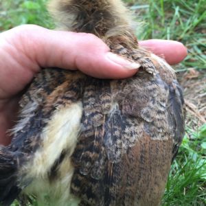 two weeks old EE/yellow