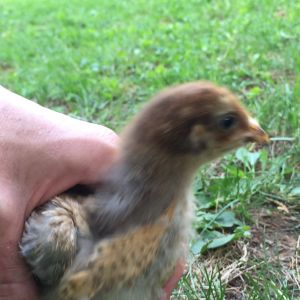 two weeks old EE/brown