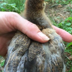 two weeks old EE/brown